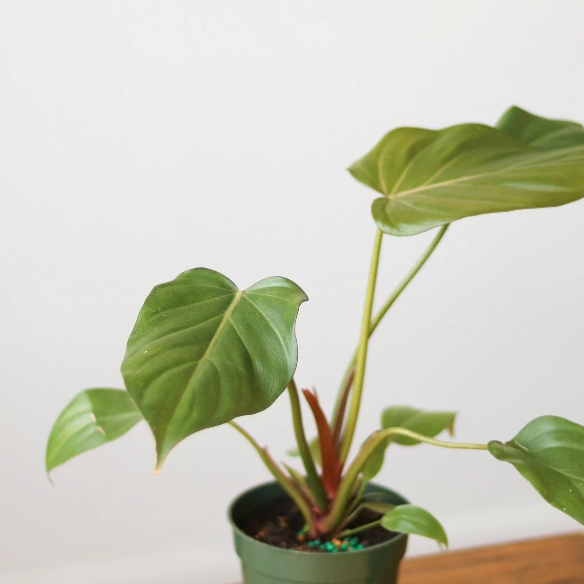 Philodendron 'Summer Glory' - Verschiedene Größen
