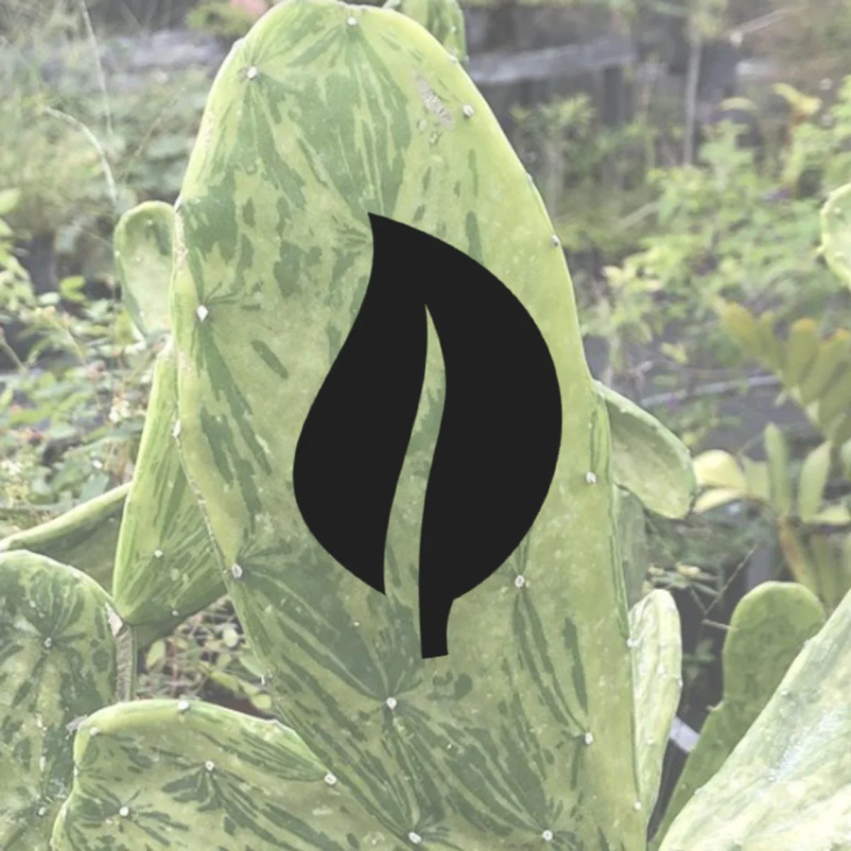 Rhipsalis cashero – Mistelkaktus – 8,9 cm