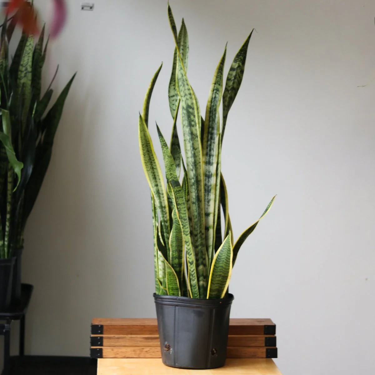 Schlangenpflanze – Sansevieria trifasciata „Laurentii“ Bodenpflanze – 10 Zoll