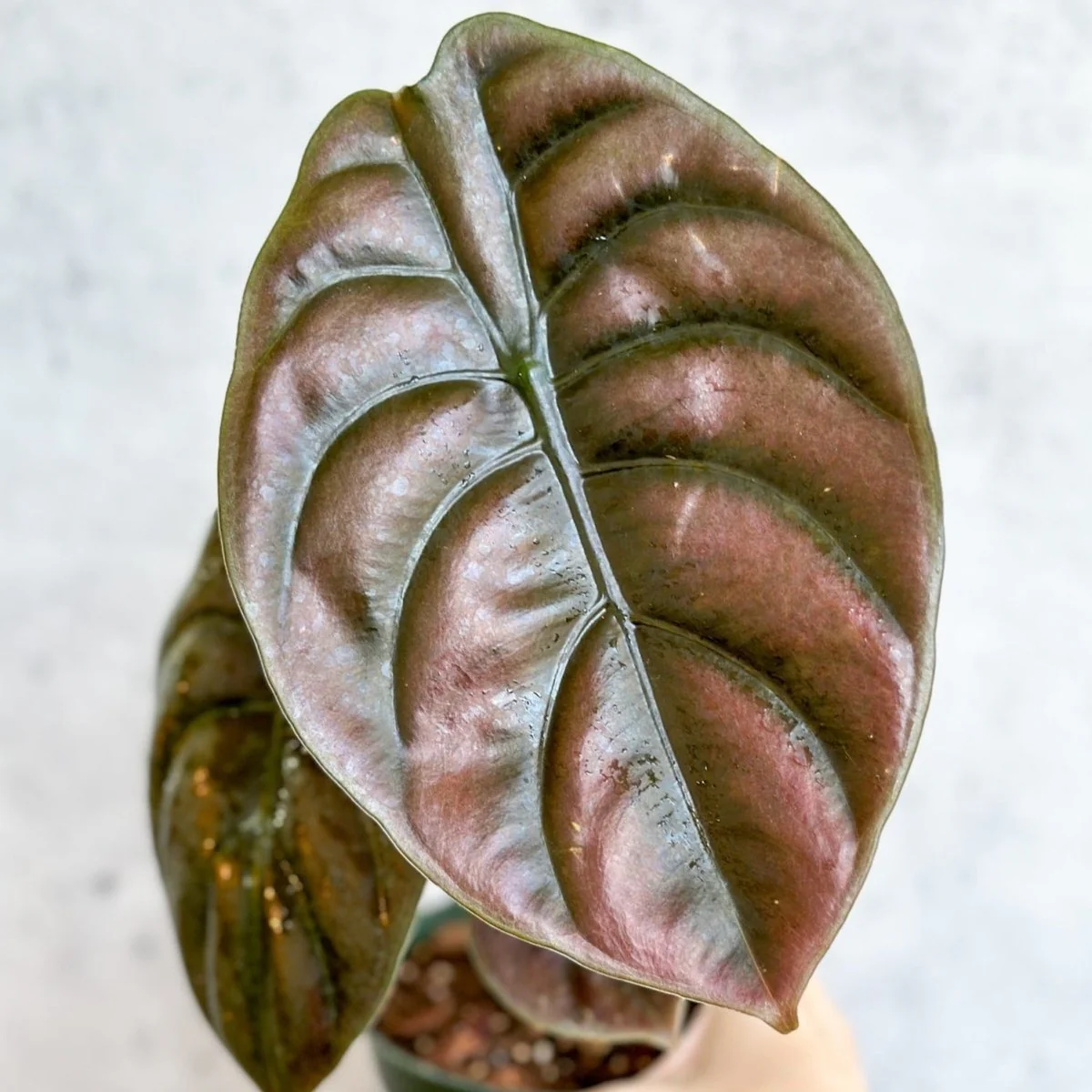 Alocasia cuprea Rotes Geheimnis