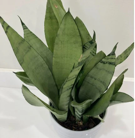 Sansevieria trifasciata 'Moonshine' - Verschiedene Größen