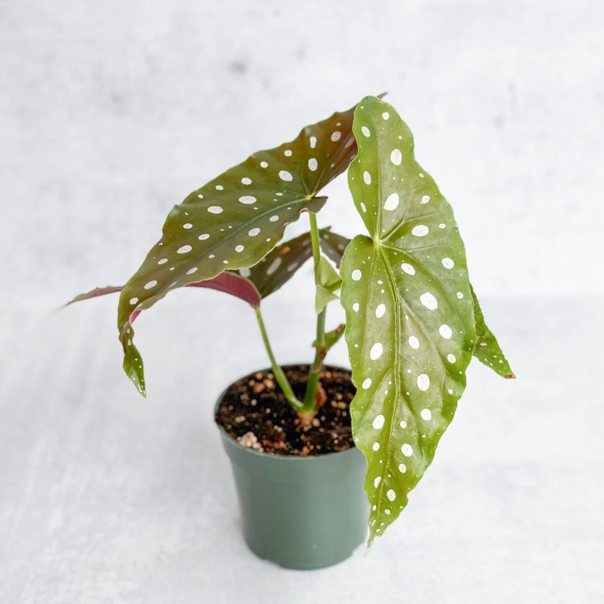 Begonia maculata 'Wightii' - Polka Dot Begonia - 4,5 Zoll