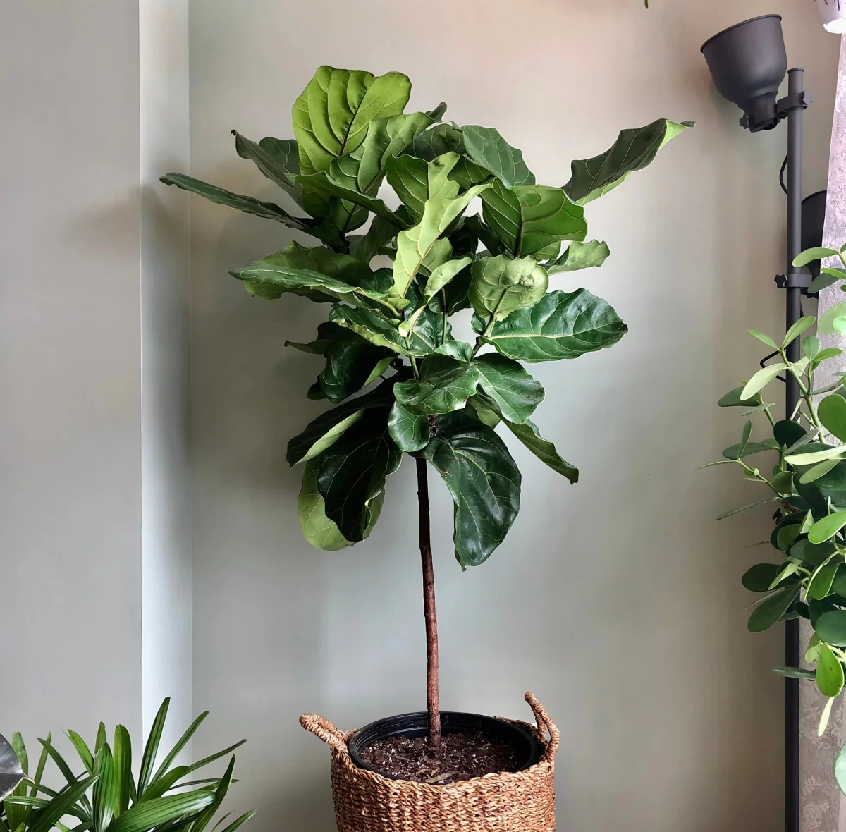 Ficus Lyrata ‚Geigenfeige‘ – Große Bodenpflanze