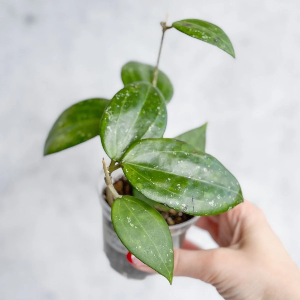 Hoya Hanhai – Rosa Hanhai Hoya – 3 Zoll