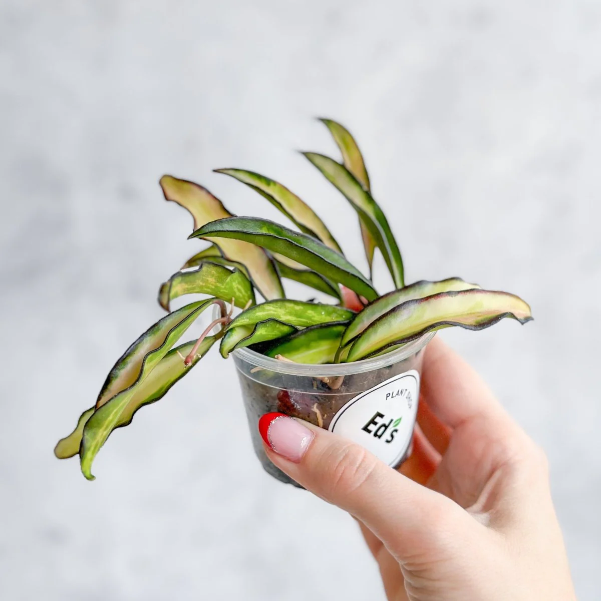 Hoya Wayetii Tricolor Variegated - Verschiedene Größen