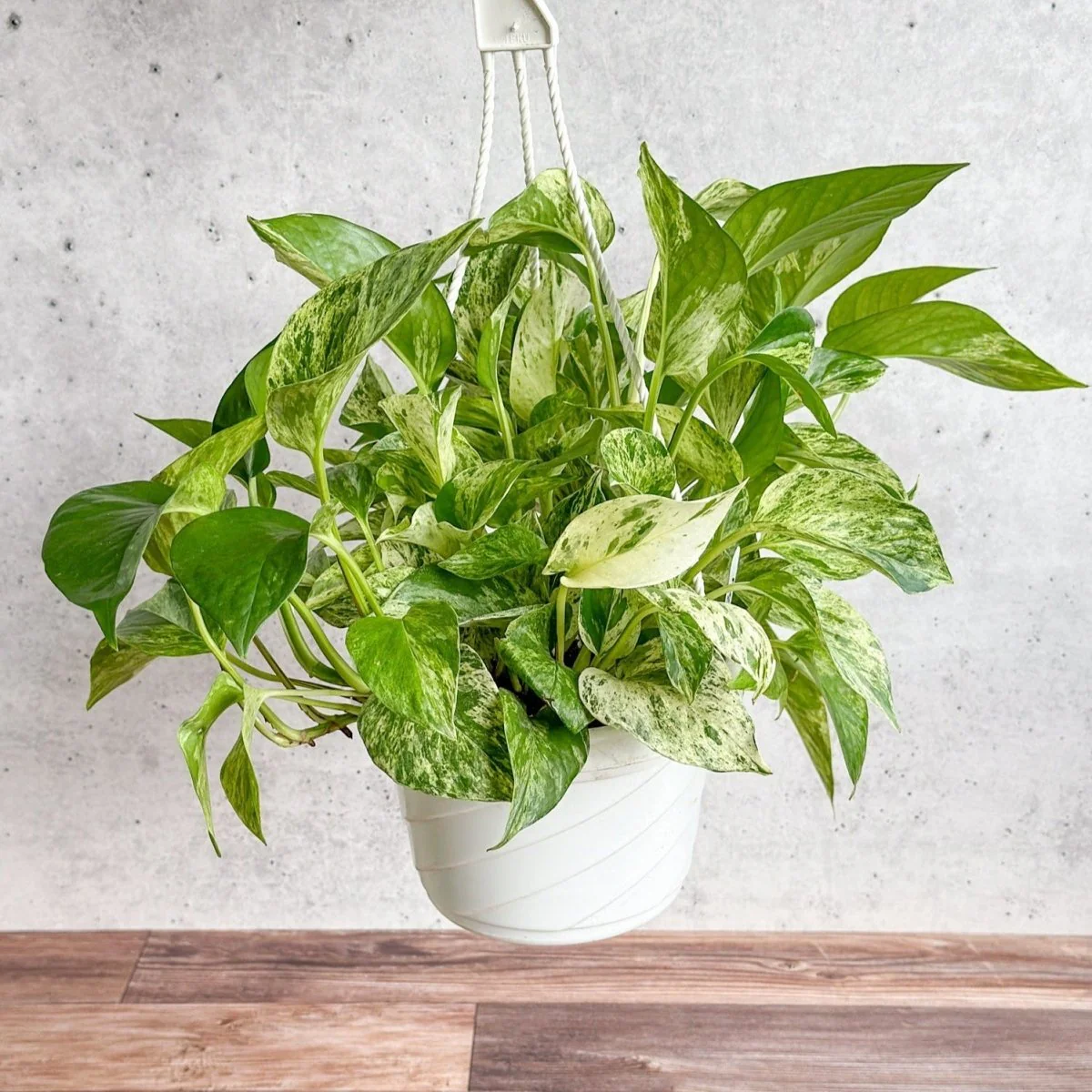 Epipremnum Aureum Pothos-Hängekorb „Marble Queen“.