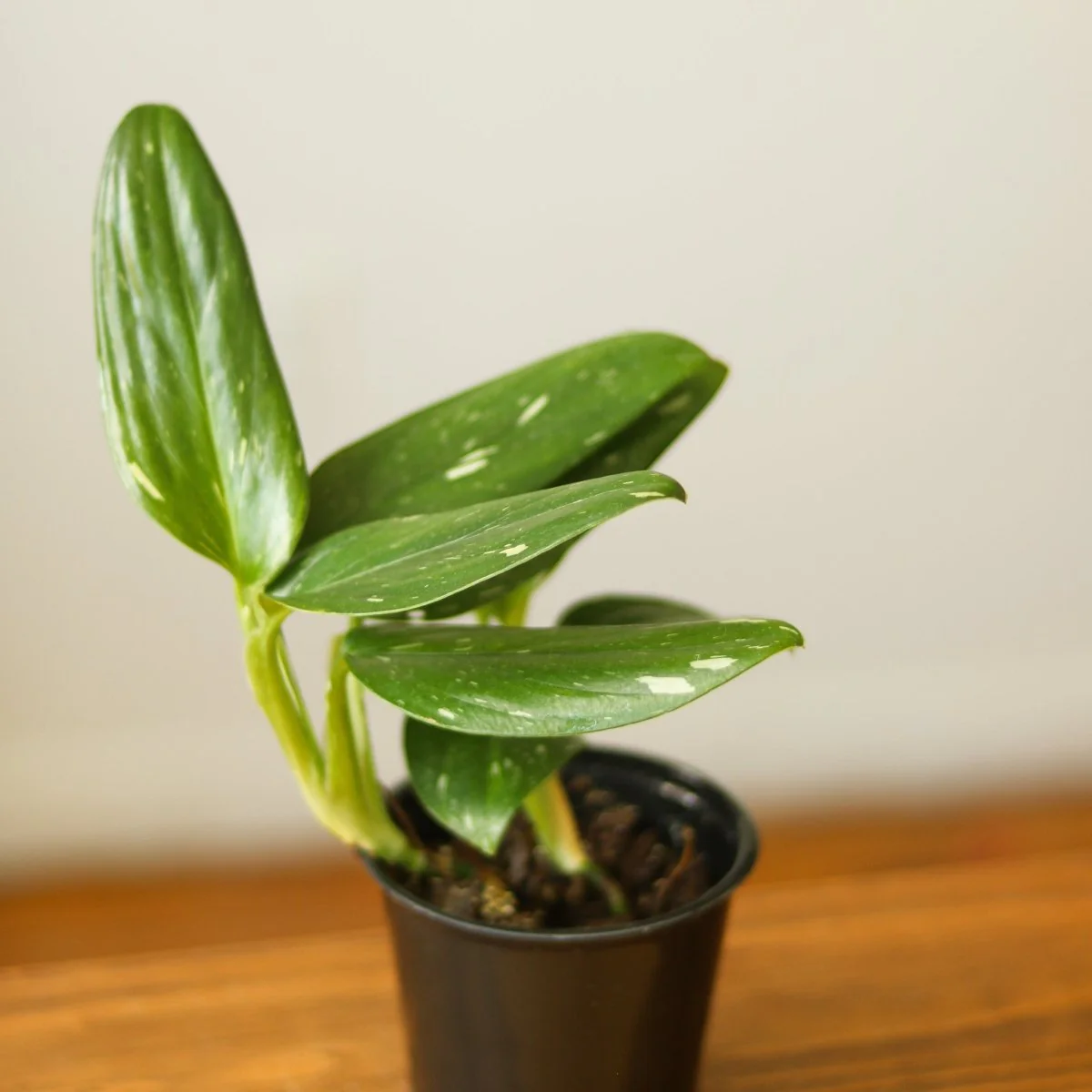 Monstera standleyana albo