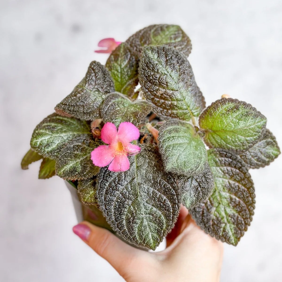 Episcia ‘Pink Panther’ - Rosa Panther-Falschveilchen