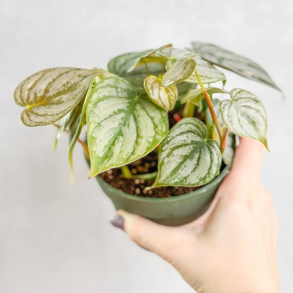 Philodendron Brandtianum „Silberblatt-Philodendron“ – 10 cm