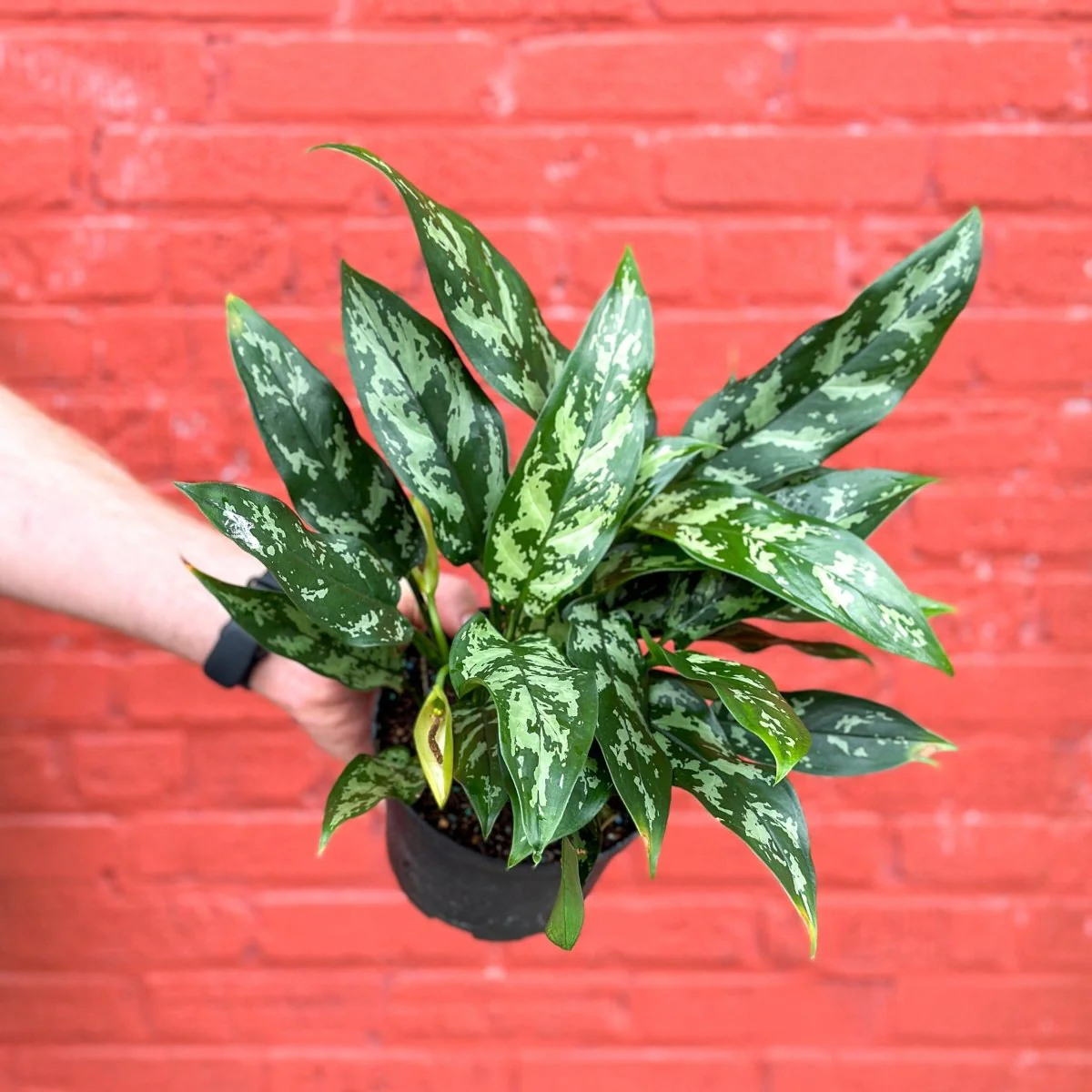 Aglaonema Commutatum 'Maria' - Smaragdgrüne Chinesische Immergrüne Pflanze