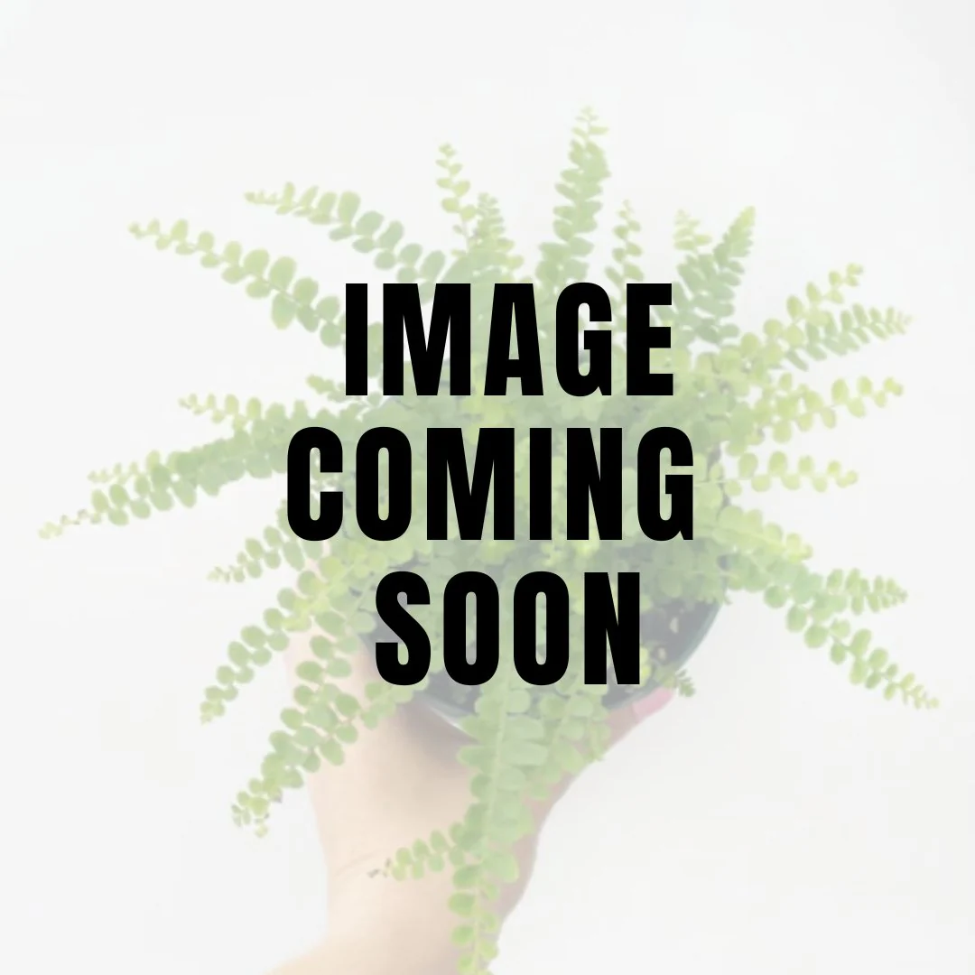 Nephrolepsis cordifolia 'Lemon Button' - Zitronenknopffarn