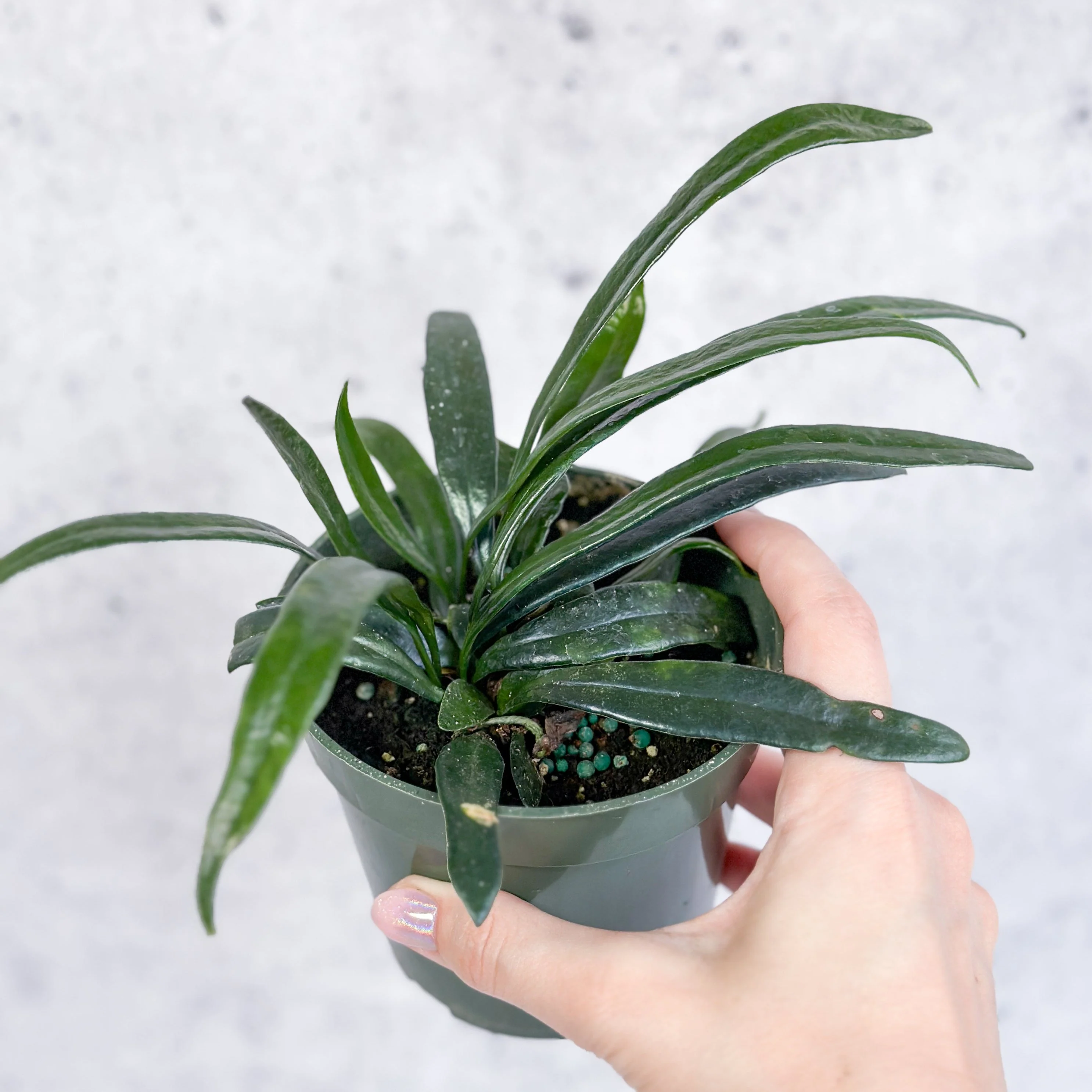 Microsorum thailandicum - Blauer Ölfarn