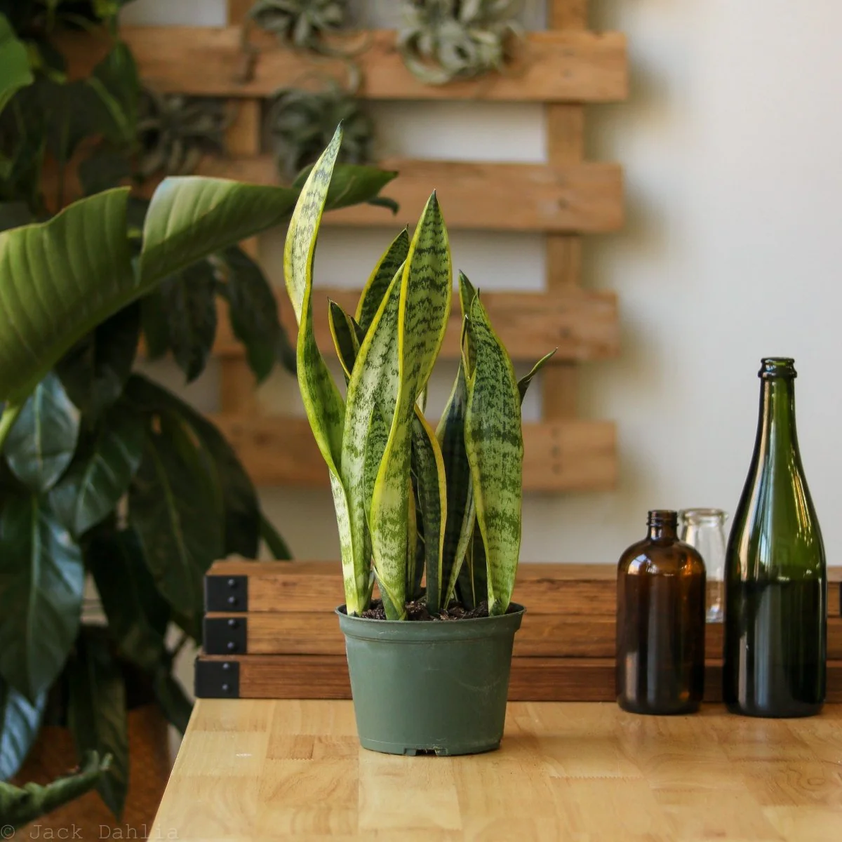 Sansevieria Trifasciata 'Laurentii' | Klassische bunte Bogenhanfpflanze