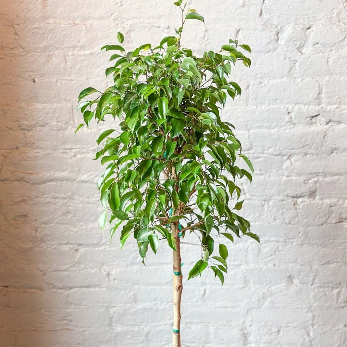 Ficus benjamina – Standard-Ficus-Bodenpflanze