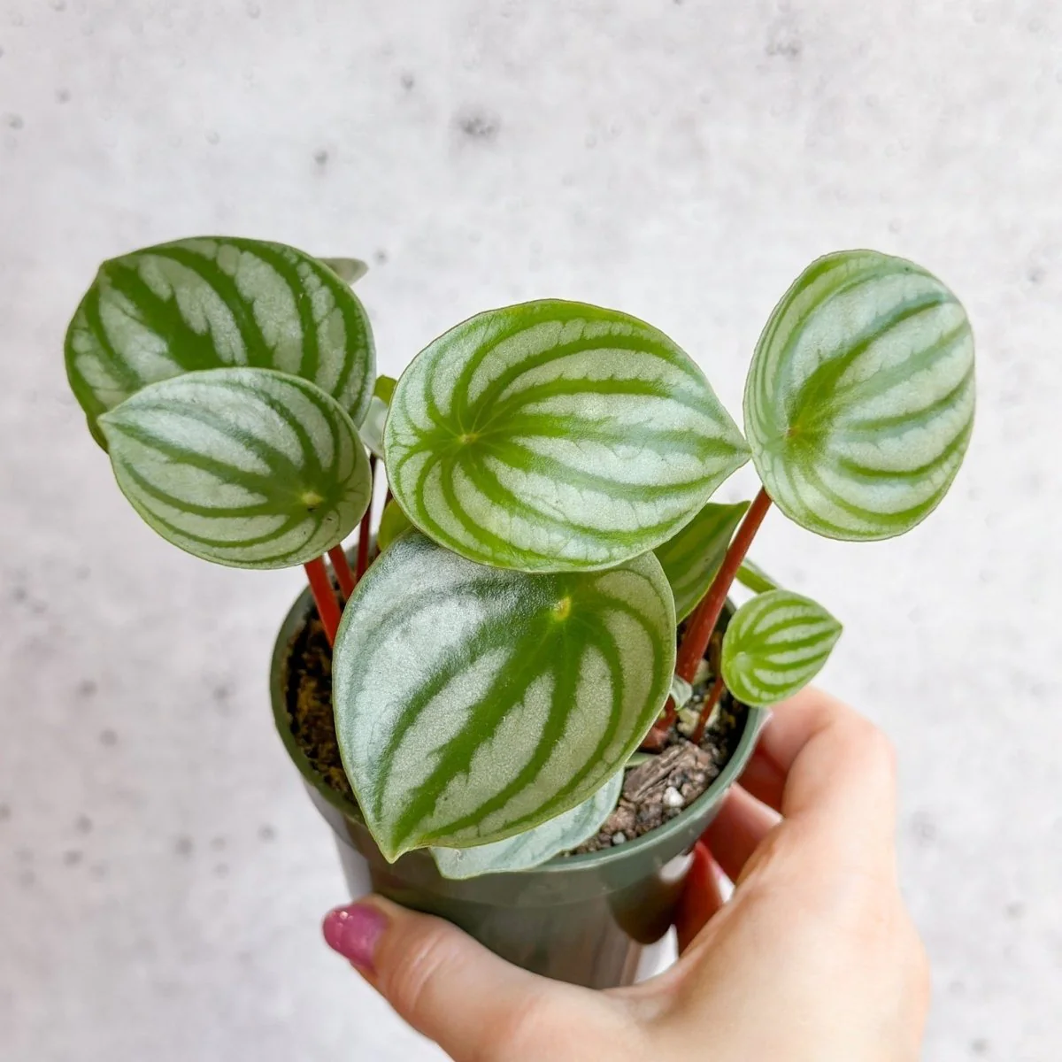 Peperomia Argyreia 'Watermelon Peperomia' - Hängekorb