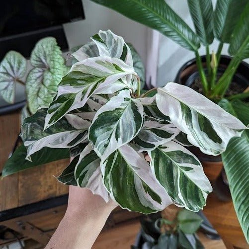 Calathea lietzei 'White Fusion' – Weiße Fusion-Korallenpflanze – Verschiedene Größen