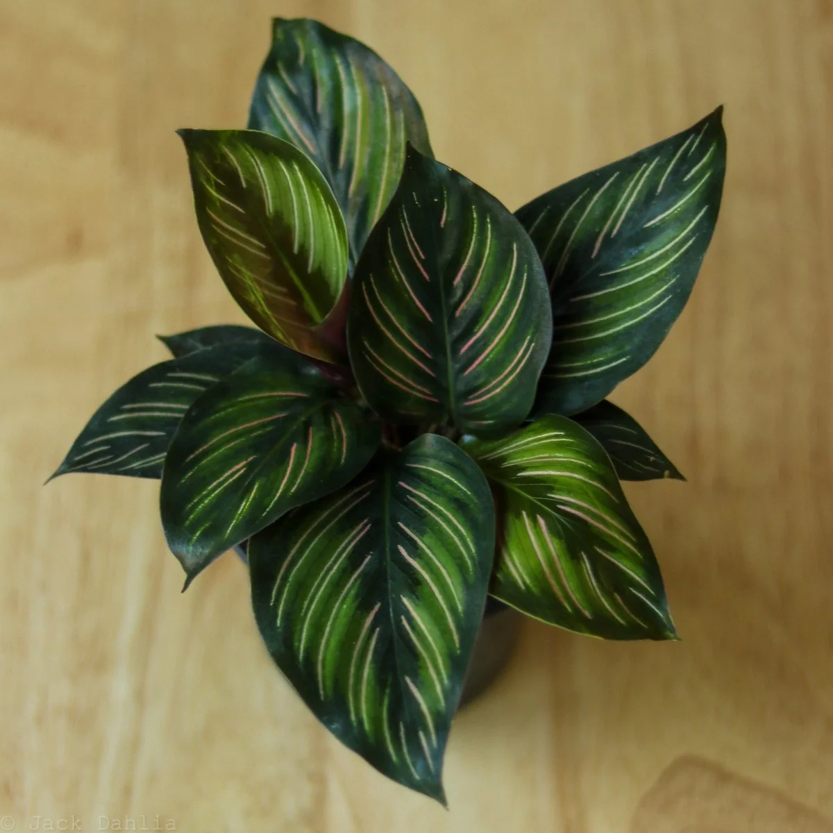 Calathea Ornata 'Beauty Star' - 4 Zoll