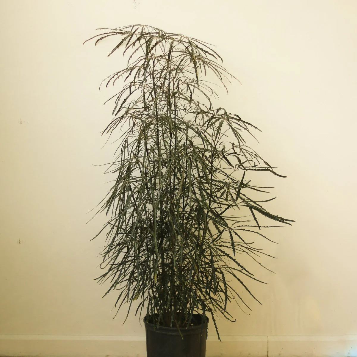 Dizygotheca Elegantissima 'False Aralia' Bodenpflanze