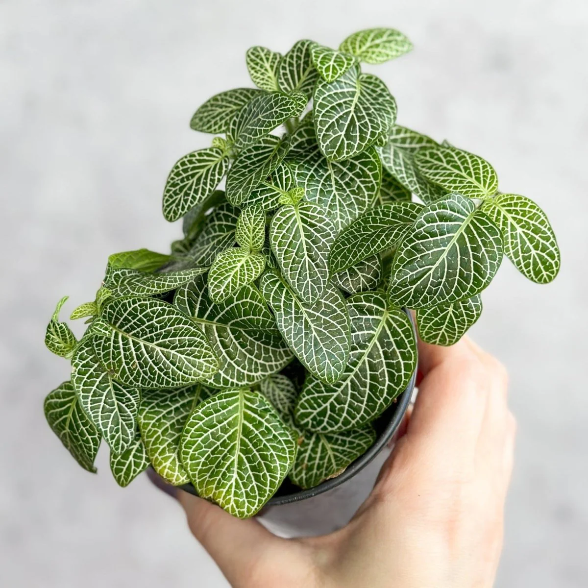 Fittonia Albivenis – Mosaik-/Nervenpflanze – verschiedene Größen