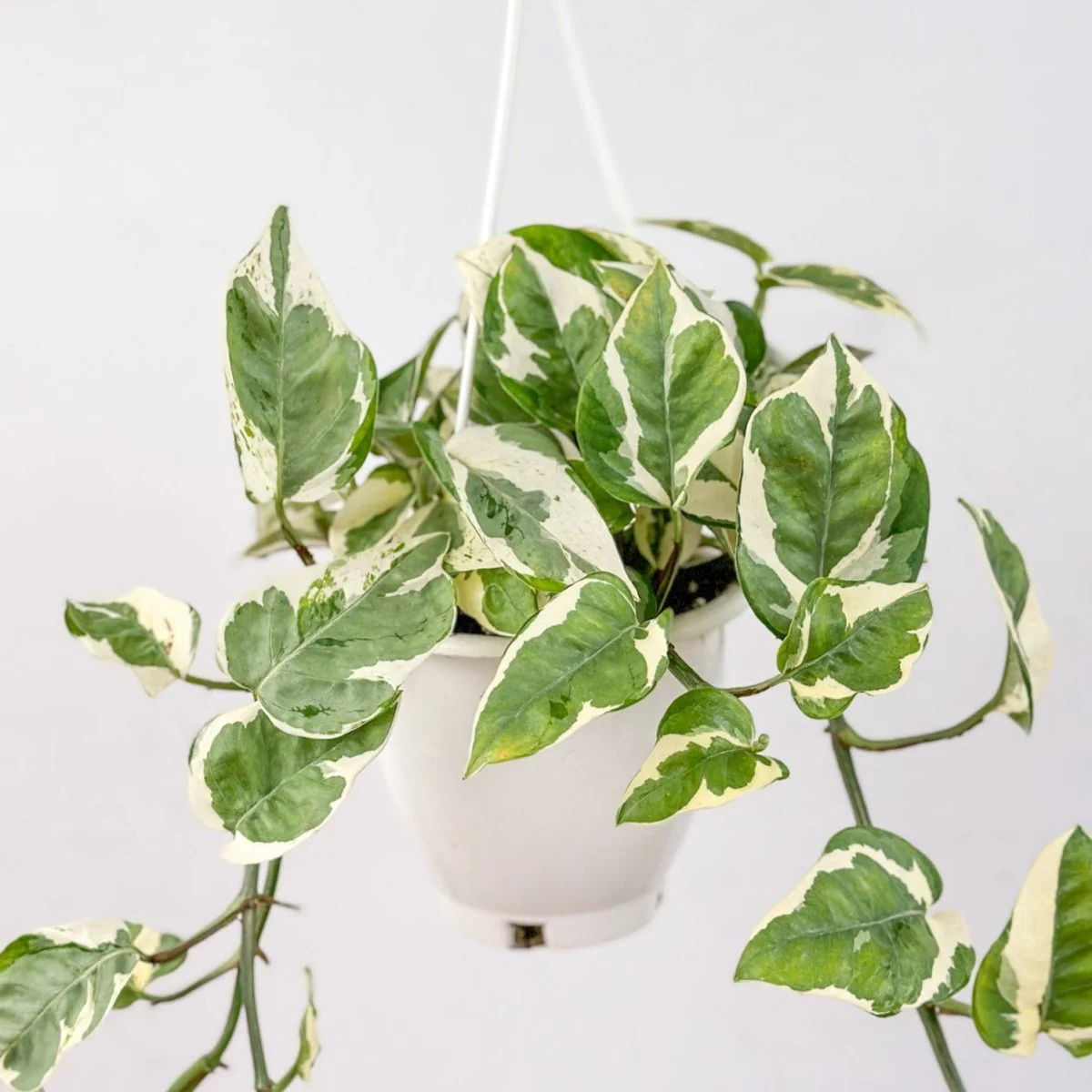 Epipremnum Aureum „Pearls and Jade“ Pothos – Korbgrößen