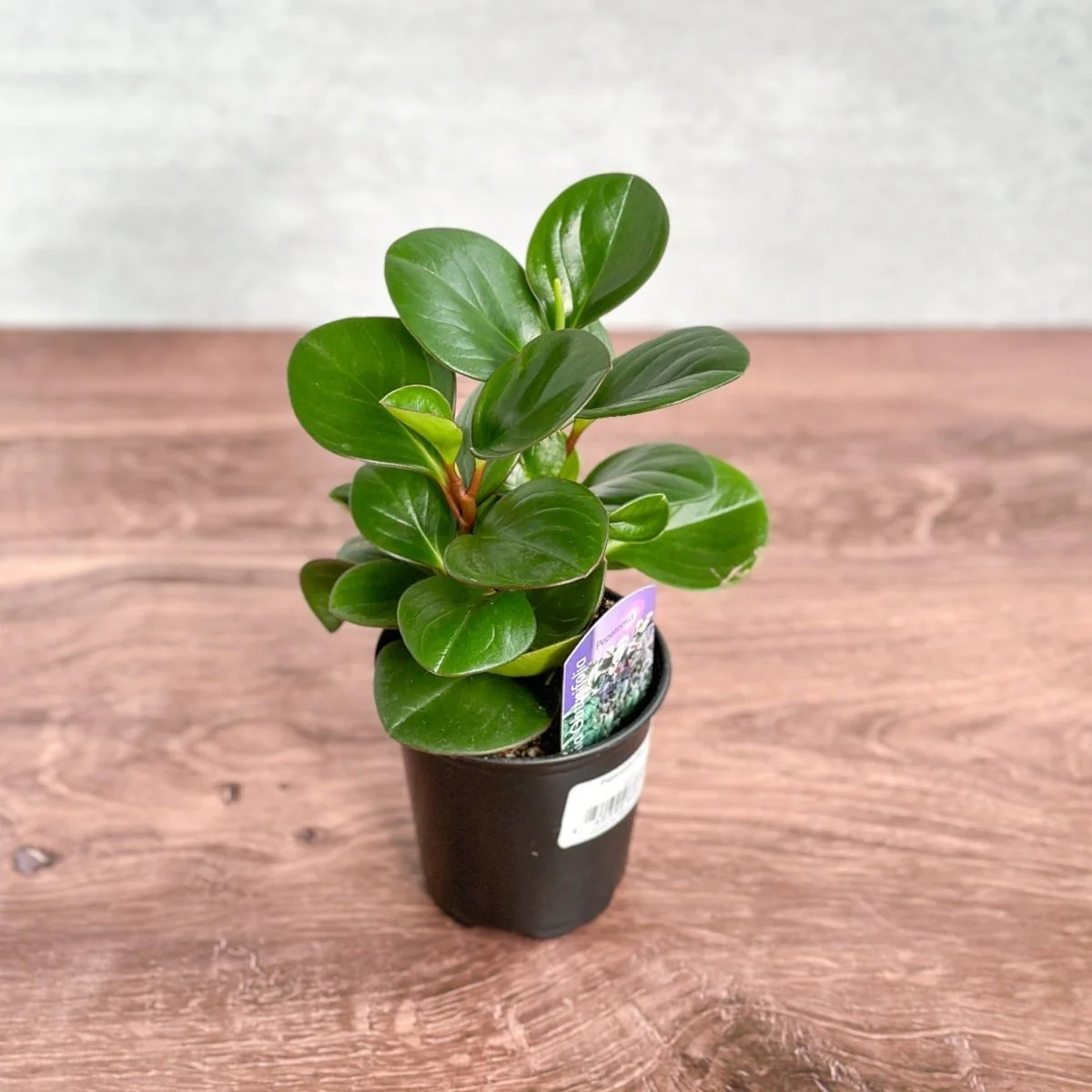 Peperomia Obtusifolia Green – Baby-Gummipflanze