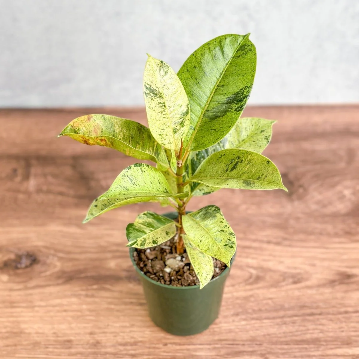 Ficus shiveriana 'Moonshine'
