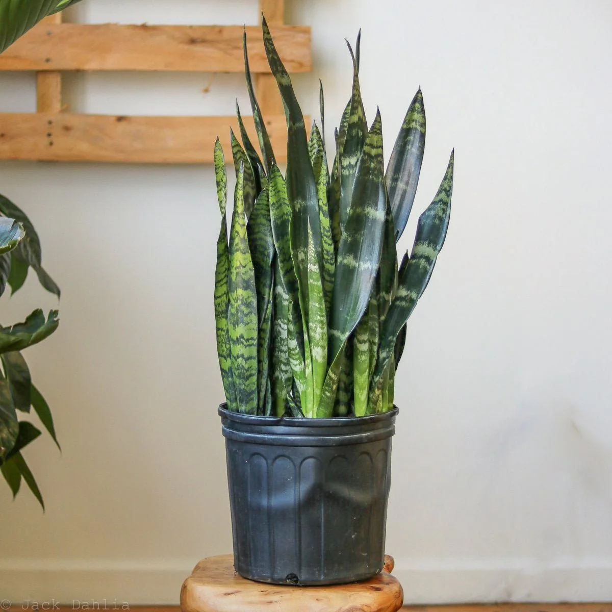 Sansevieria zeylanica 'Bowstring Hemp' Bodenpflanze