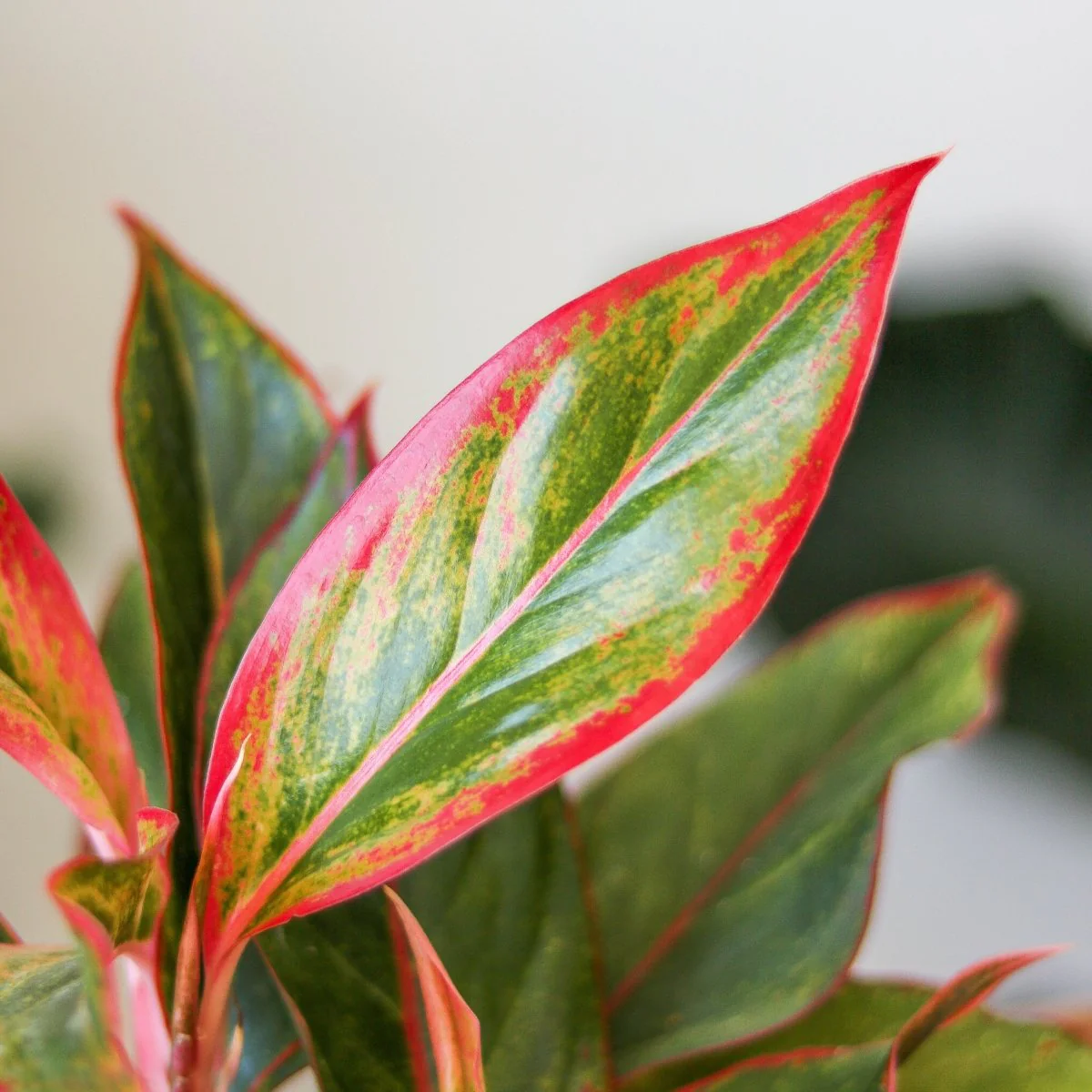 Aglaonema 'Siam Aurora Red' Chinesischer Immergrüner Baum