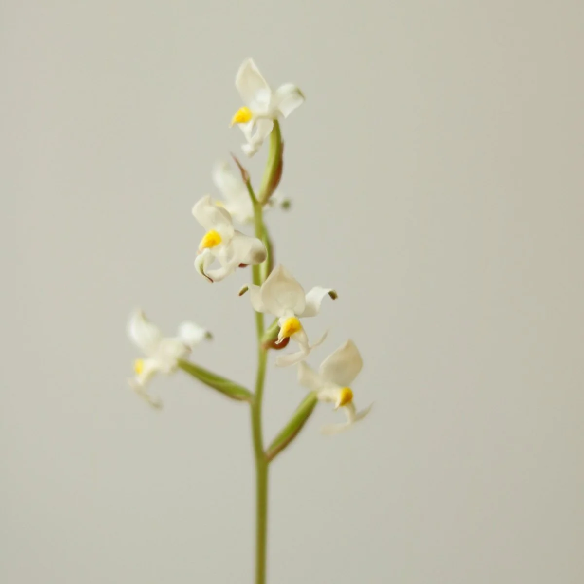 Ludisia Discolor – „Jewel Orchid“ Var. Nigrescens – Verschiedene Größen