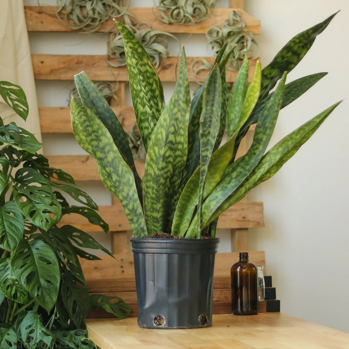 Sansevieria Jaboa – Jaboa-Bogenhanf – 25 cm Bodenpflanze