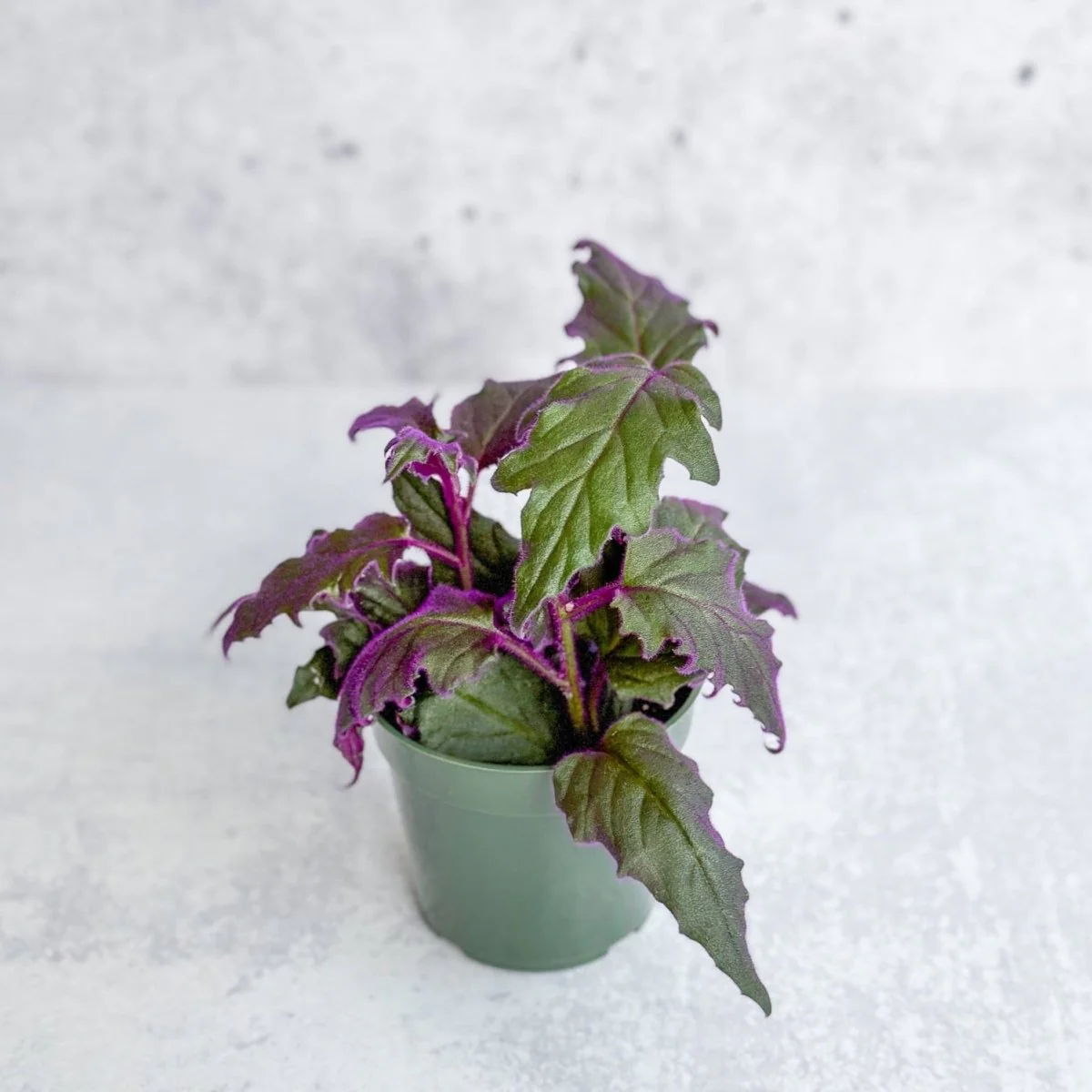 Gynura Aurantiaca „Purple Passion“