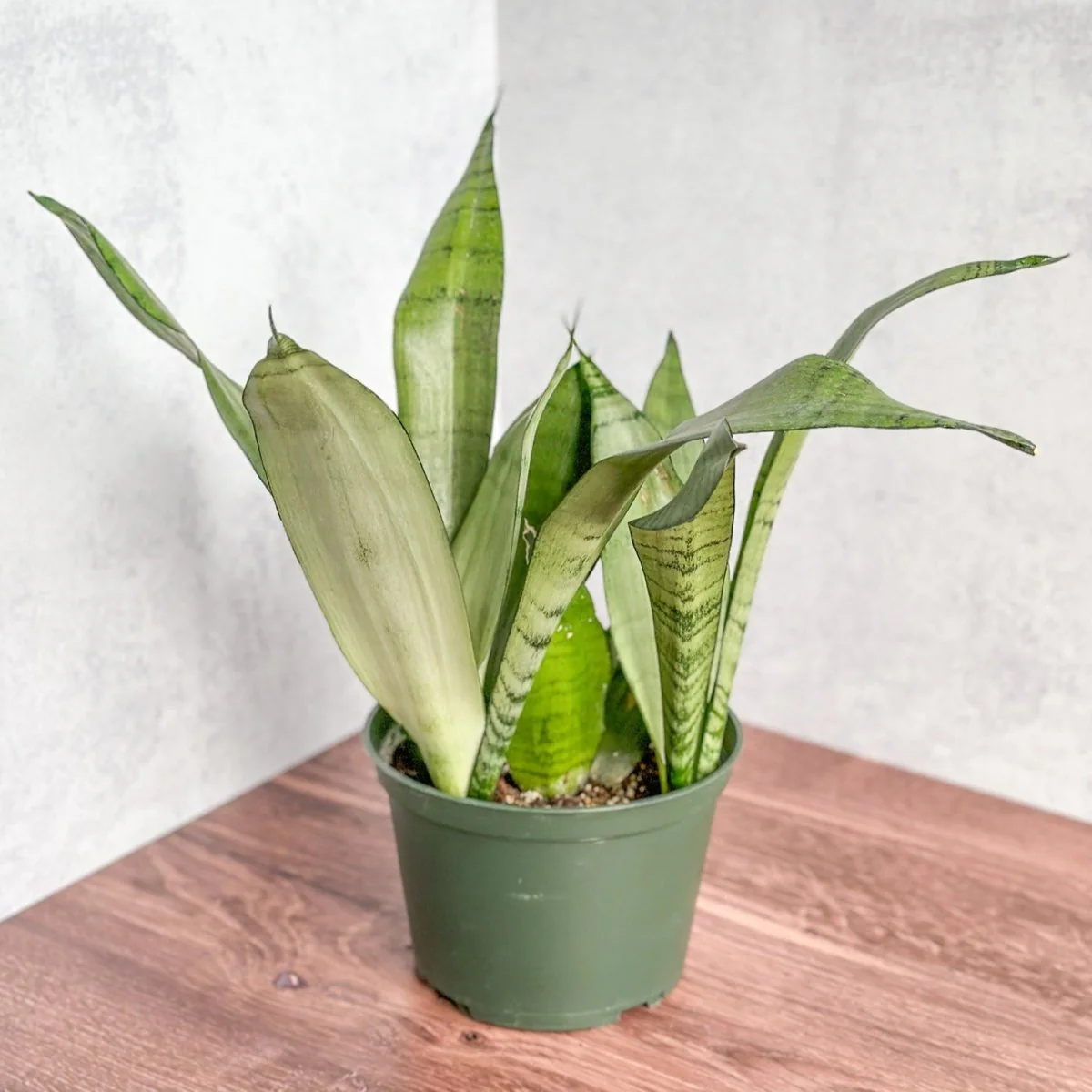 Sansevieria trifasciata 'Moonshine' - Verschiedene Größen