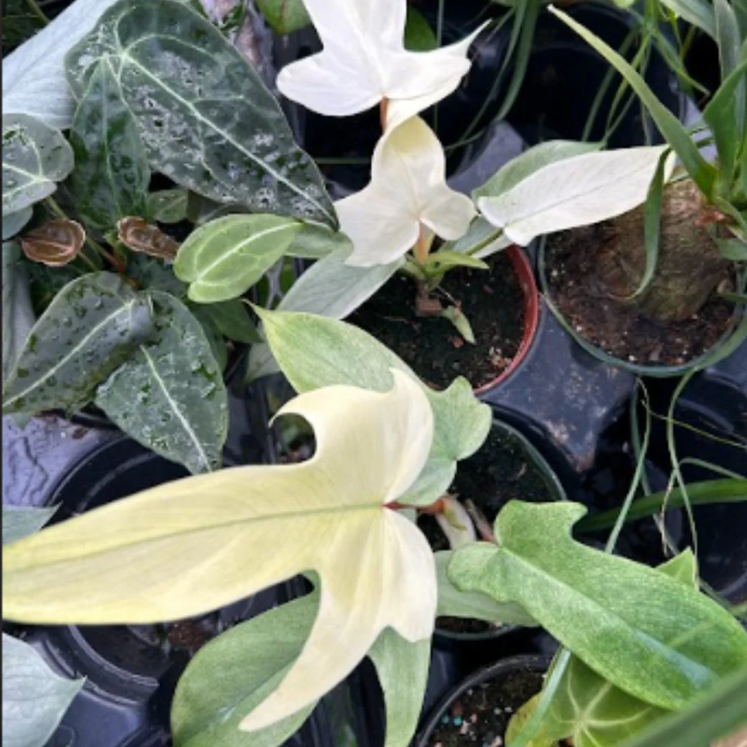 Philodendron „Florida Ghost Mint“