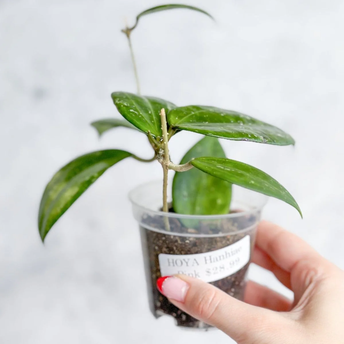 Hoya Hanhai – Rosa Hanhai Hoya – 3 Zoll