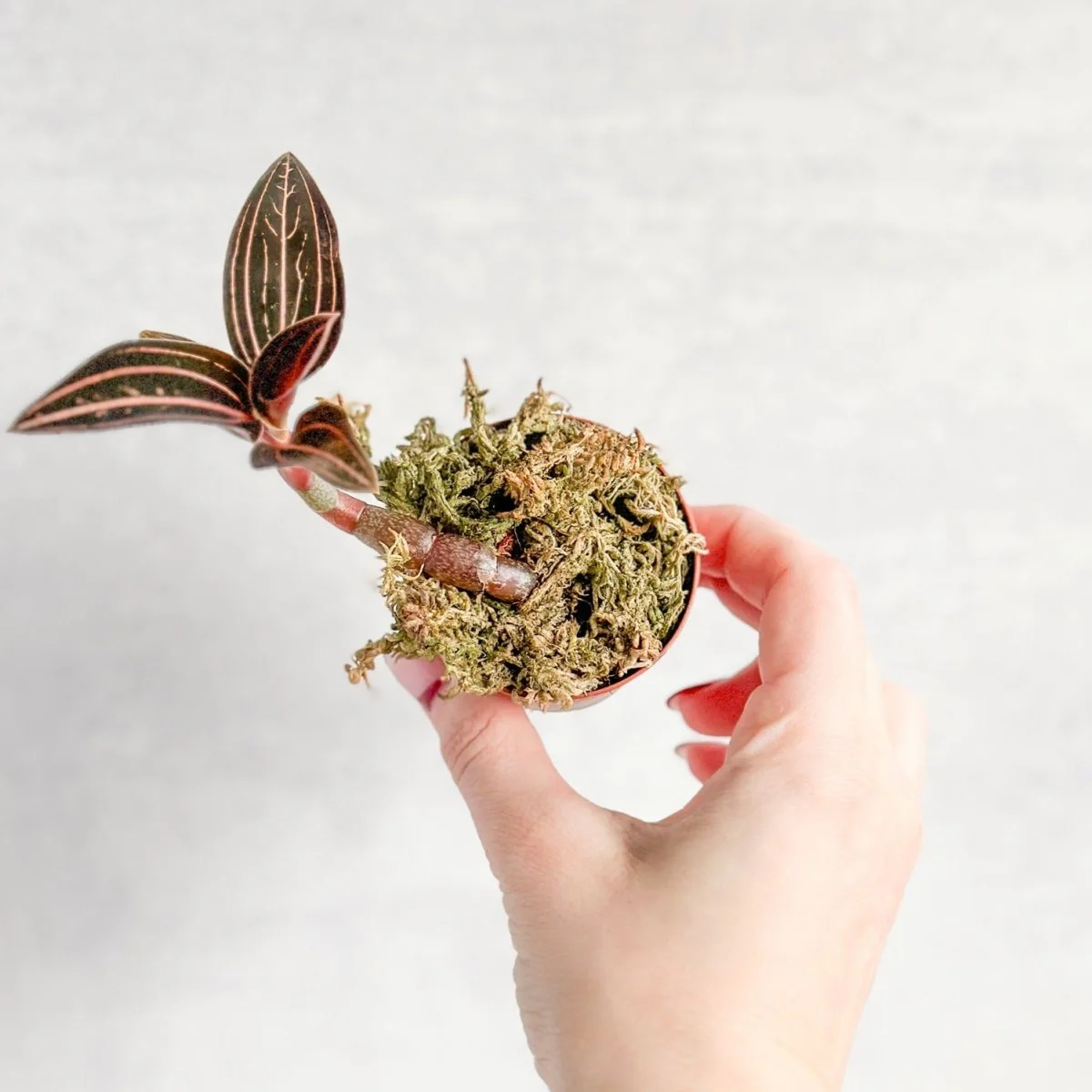 Anoectochilus Roxburghii – „Juwelenorchidee“