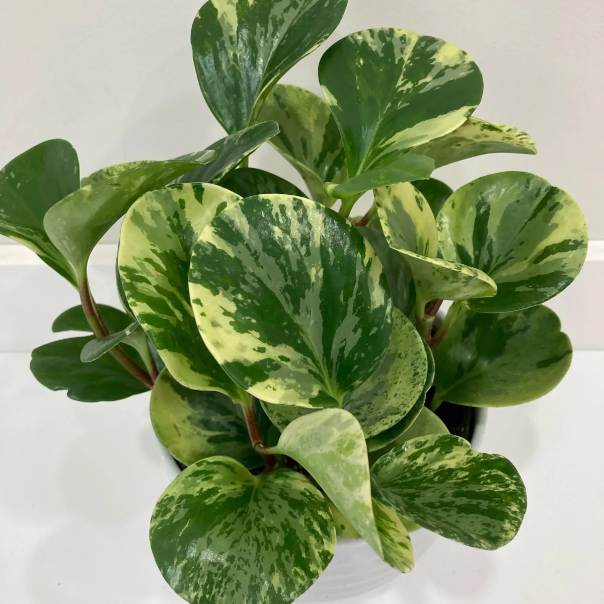 Peperomia obtusifolia „Marble“ – Marmorpeperomia