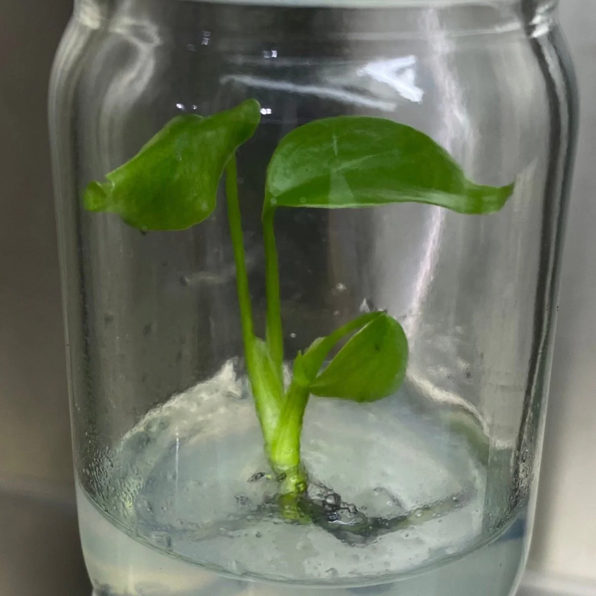 Monstera Deliciosa Sierrana Pflänzchen