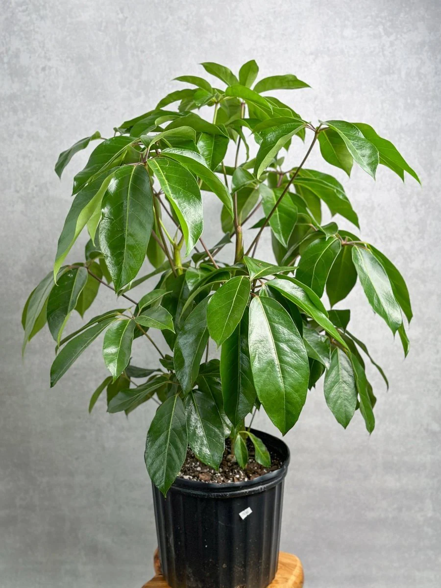 Schefflera amate – Amate-Schirmbaum