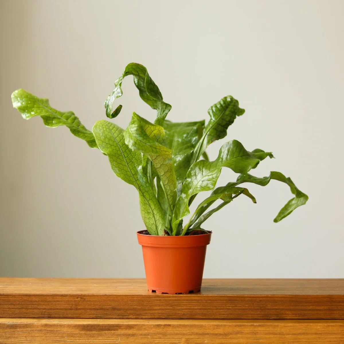 Microsorum Musifolium „Krokodilfarn“ – verschiedene Größen