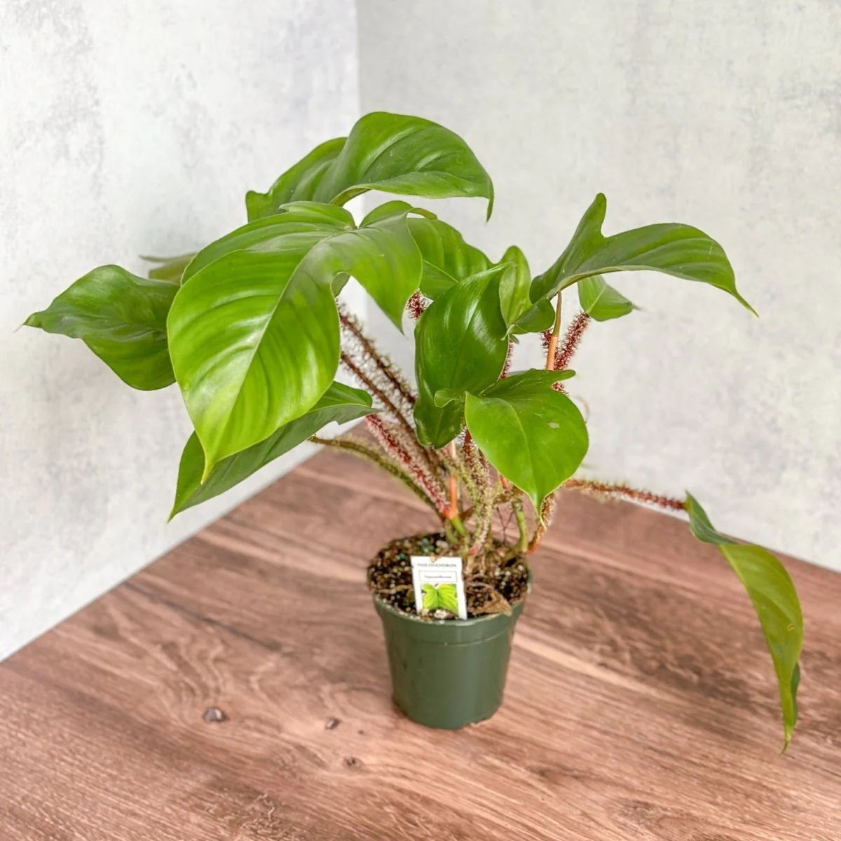Philodendron squamiferum - Rotborsten-Philodendron - 4 Zoll