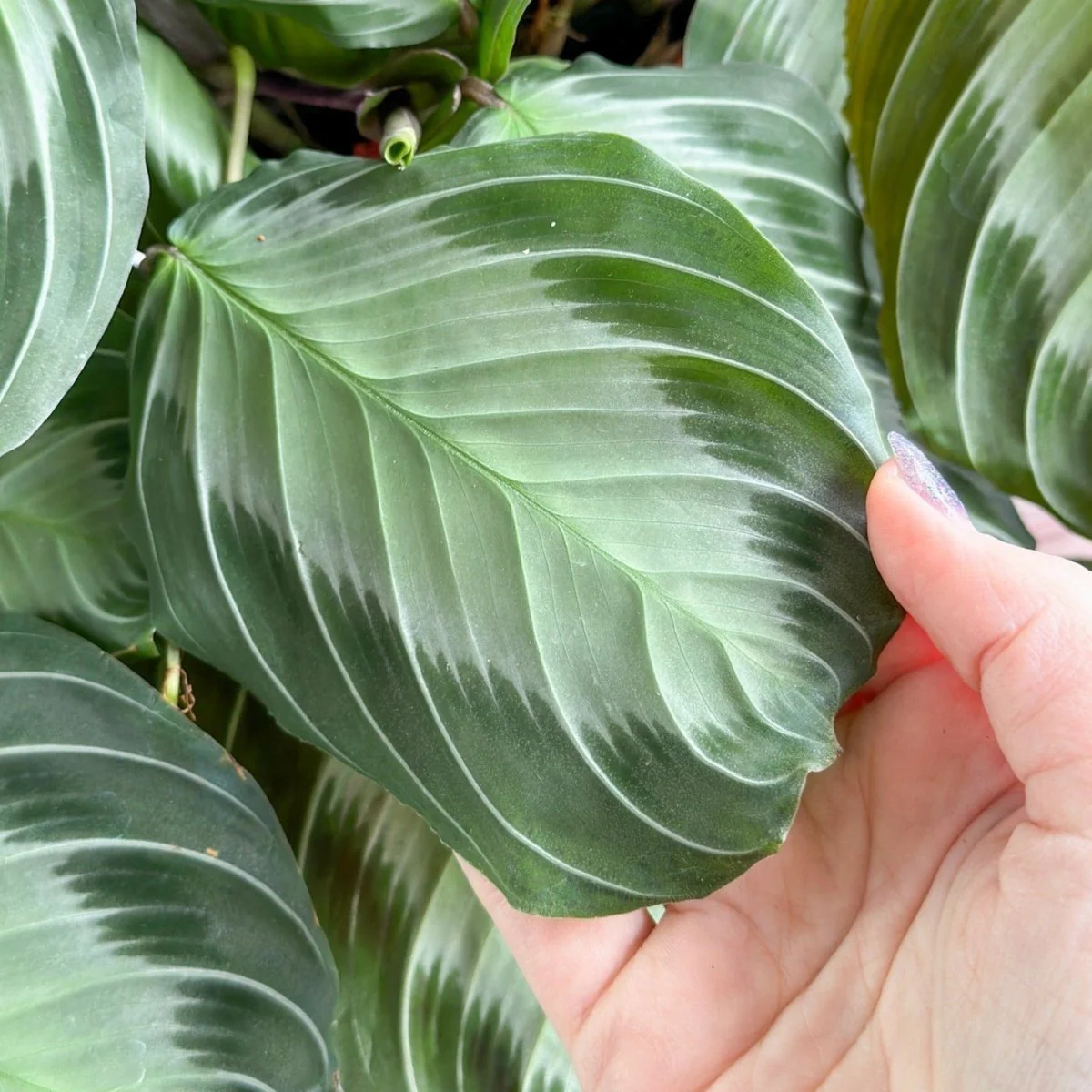 Maranta 'Silver Band' Gebetspflanze - Hängekorb