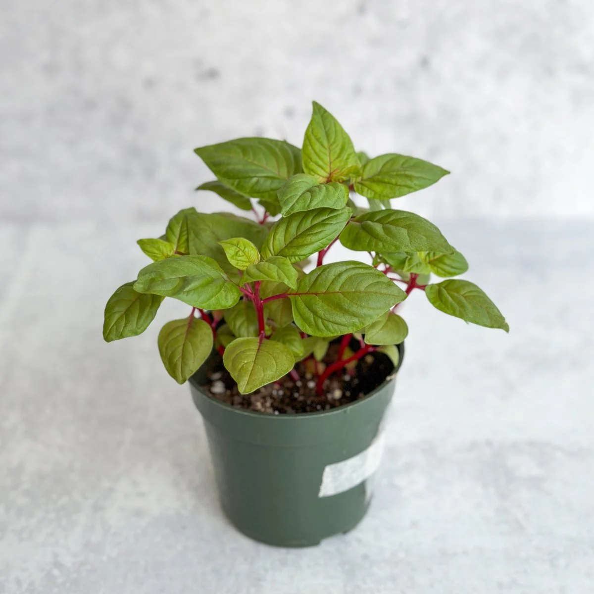 Celosia argenta – Celosia im neuen Look