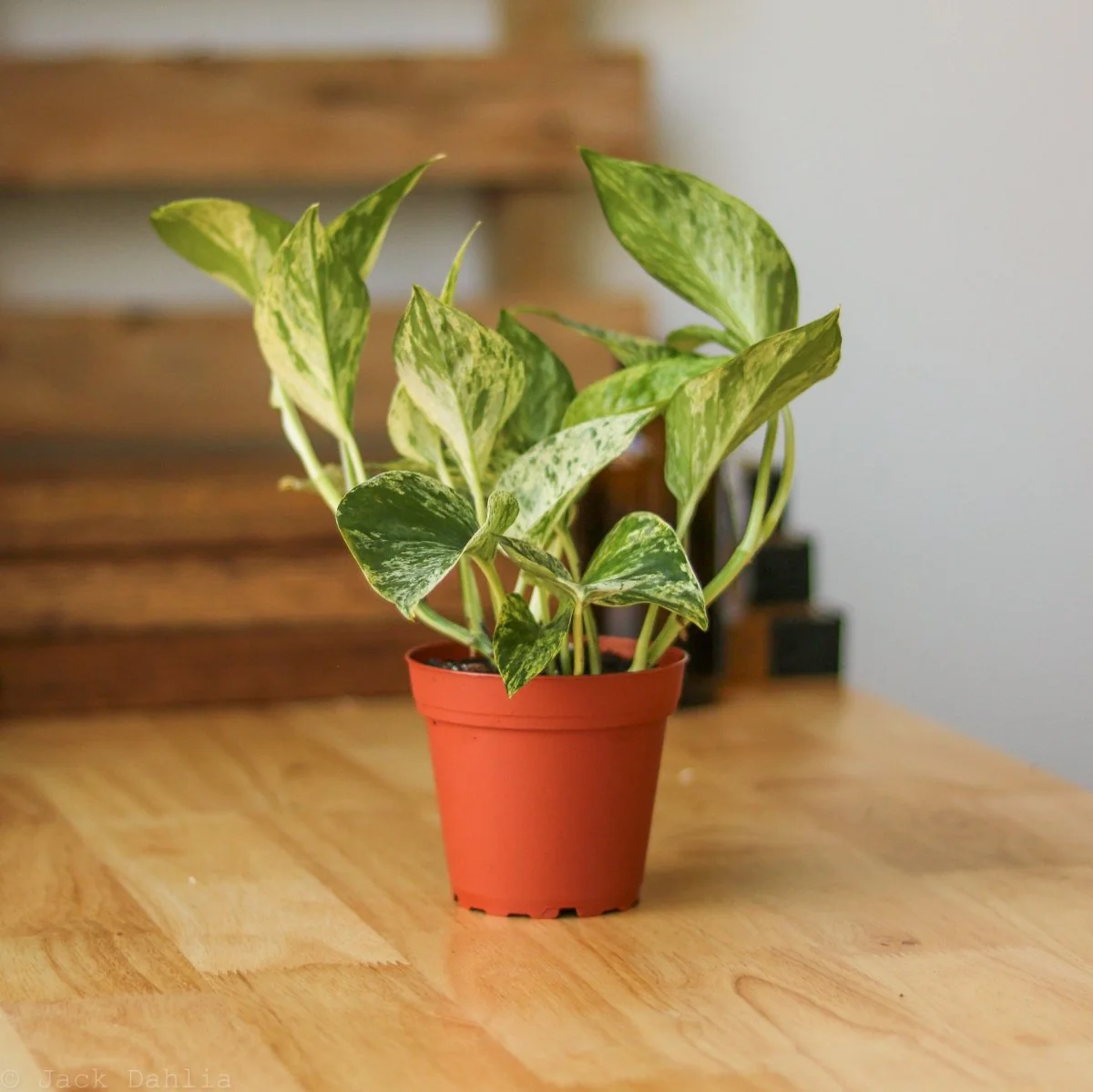 Epipremnum Aureum „Marble Queen“ Pothos – verschiedene Größen