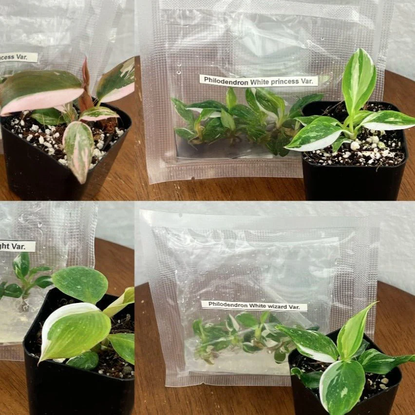 Philodendron Royal Flush-Pflanzen (4 Packungen mit je 5 Stück) -