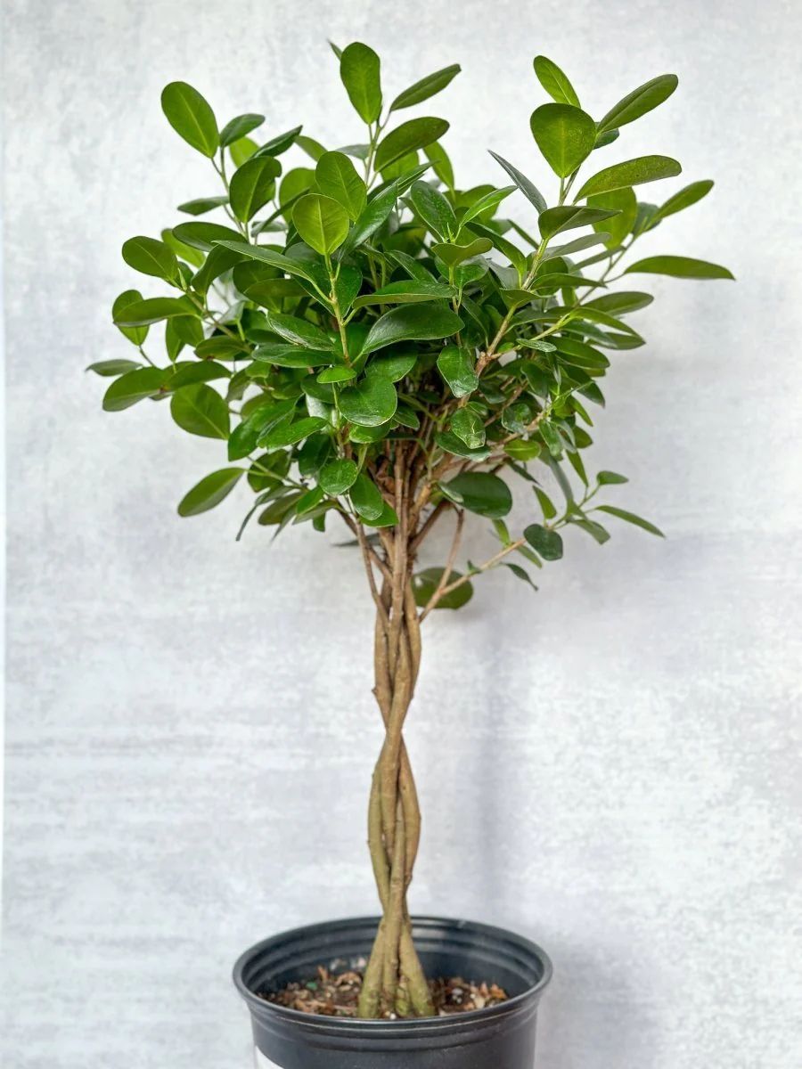 Ficus benjamina - Geflochtene Ficus-Bodenpflanze