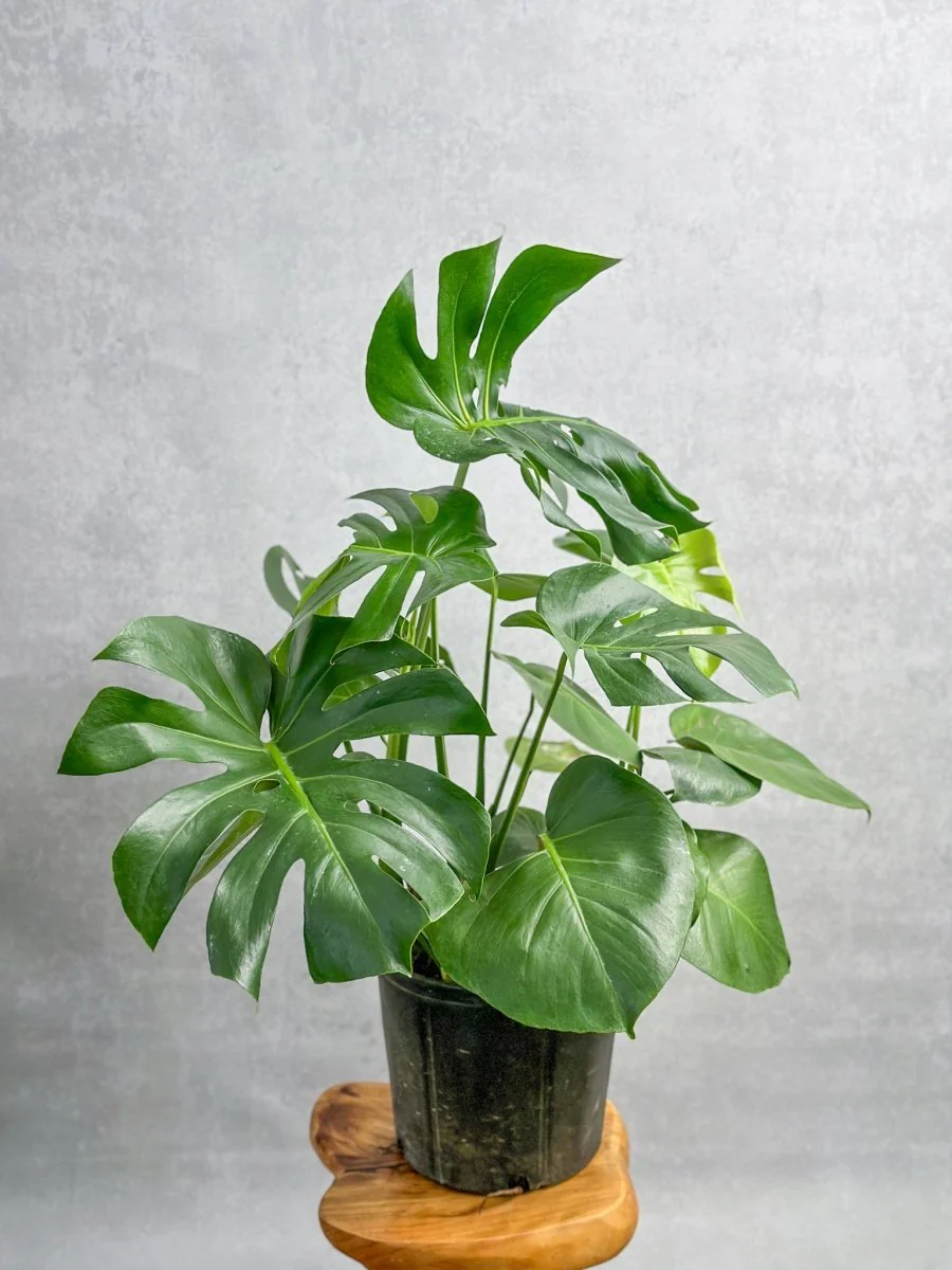 Monstera Deliciosa Bodenpflanze