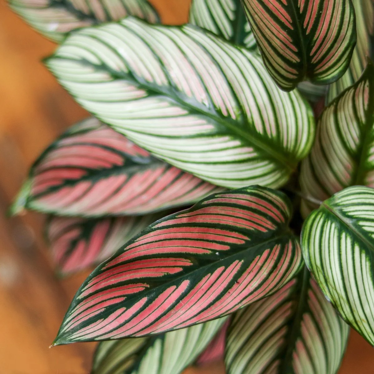 Calathea Majestica 'White Star' - Verschiedene Größen