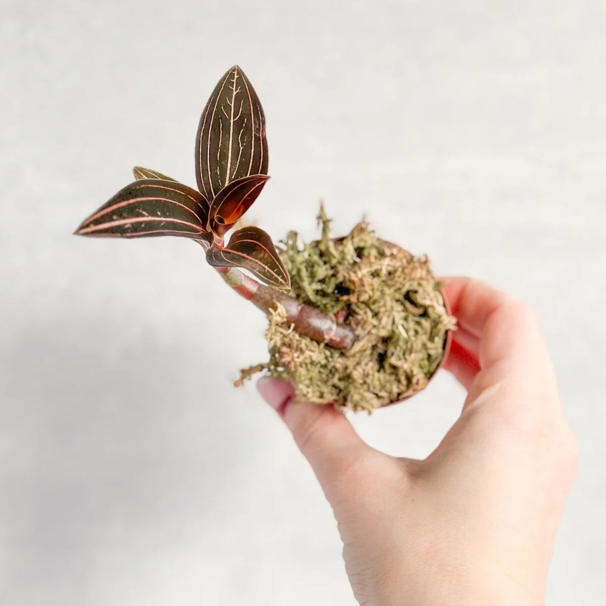 Anoectochilus Roxburghii – „Juwelenorchidee“