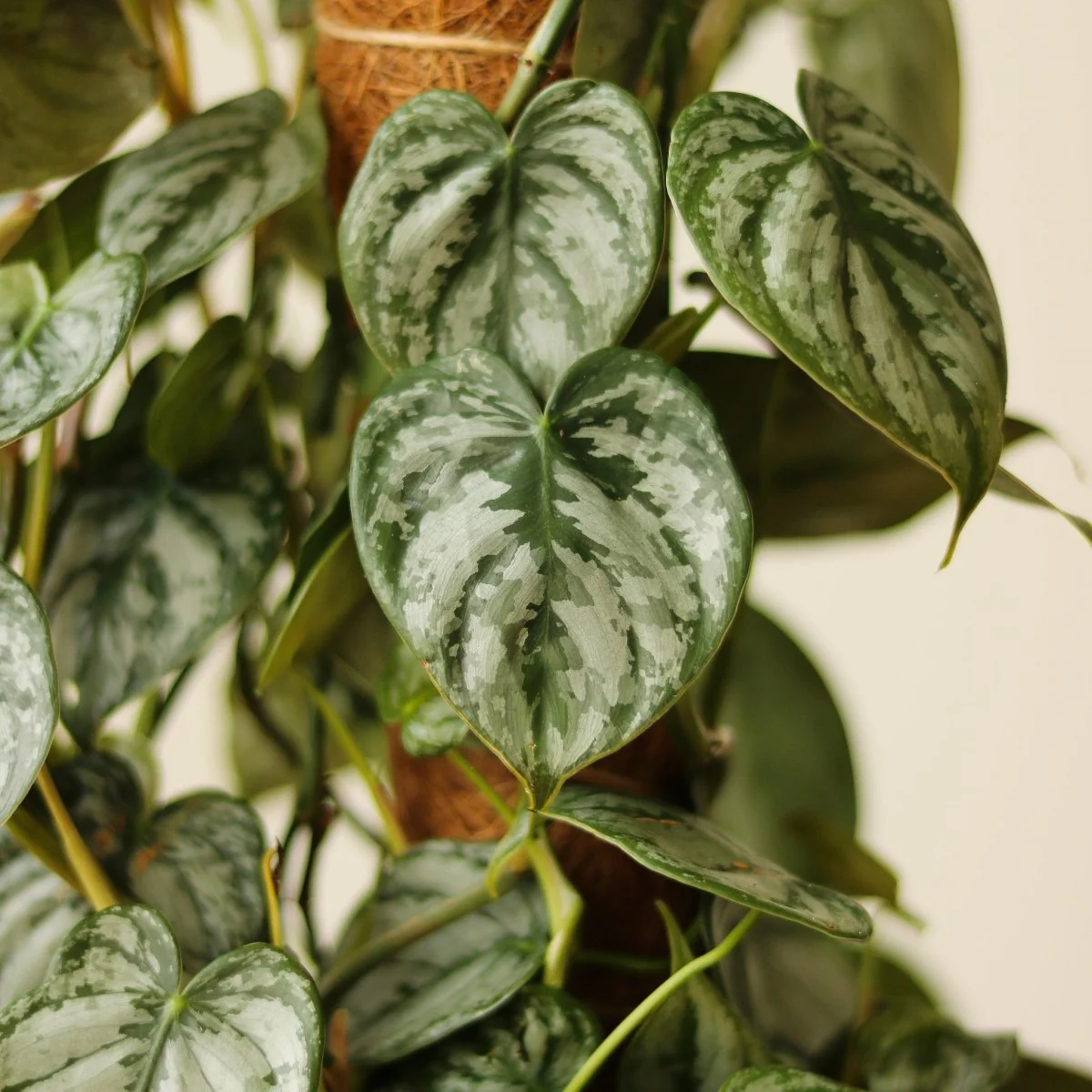 Philodendron Brandtianum „Silberblatt-Philodendron“ – 10 cm