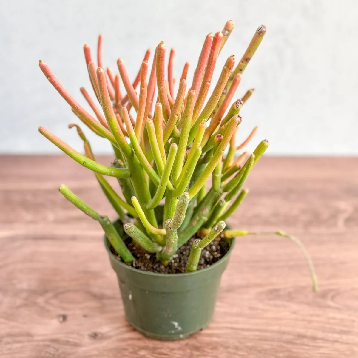 Euphorbia tirucalli - Feuerstabkaktus - Red Blaze - Verschiedene Größen